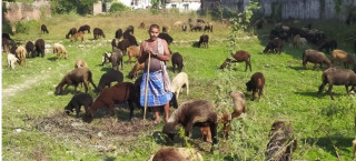 भेडाबाख्रा पाल्न चरन क्षेत्रको अभाव