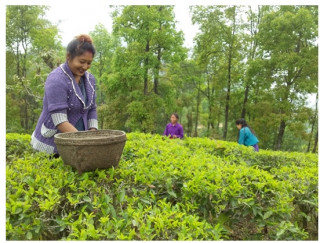 नेपाली चियाको भारत निर्यात अवरोध हट्यो