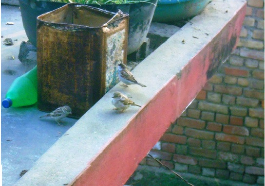 कता हराए चिरबिर गर्ने भँगेरा ?