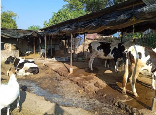 विदेशबाट फर्केर गाइपालन