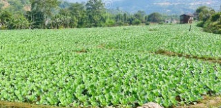 व्यावसायिक खेती प्रवद्र्धन गर्न किसान कार्ड 