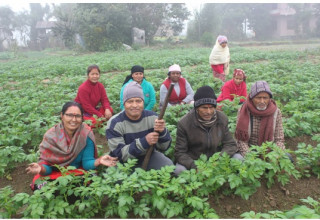    सामूहिक आलु खेतीमा आकर्षित किसान   