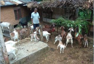  ‘युवाका लागि बाख्रा गाउँ अभियान’ले ल्याएको समृद्धि   