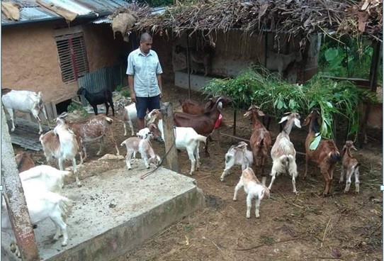  ‘युवाका लागि बाख्रा गाउँ अभियान’ले ल्याएको समृद्धि   