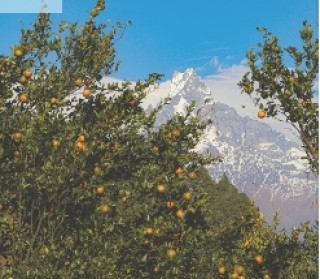 गण्डकीमा तीन अर्बको सुन्तला उत्पादन 