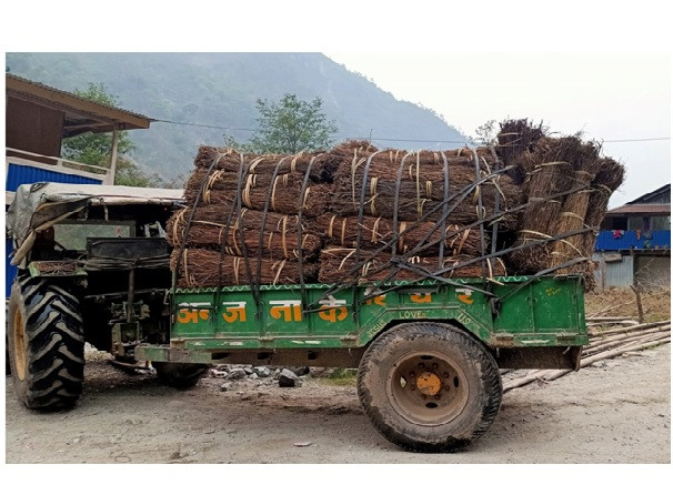 चिराइतोको माग बढ्दो, उत्पादन घट्दो   