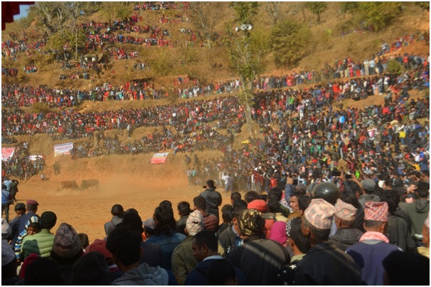 मनोरञ्जनको माध्यमदेखि विजयोत्सवको गाथा   :   गोरु जुधाइ  