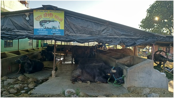भैँसीपालनबाट आम्दानी    