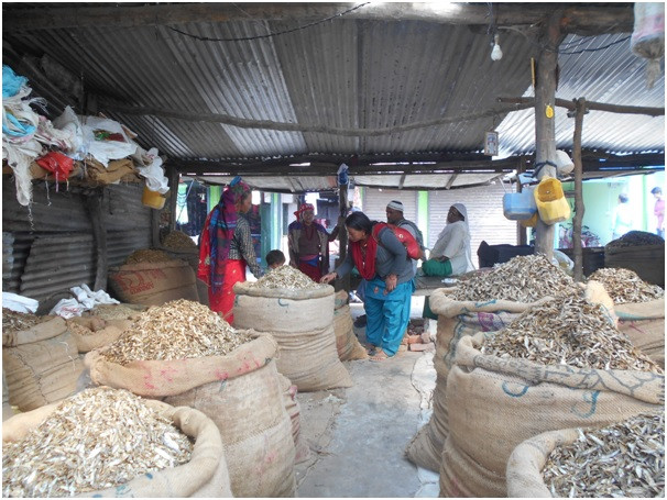चन्द्रौटामा फष्टायो सिद्राको व्यापार   