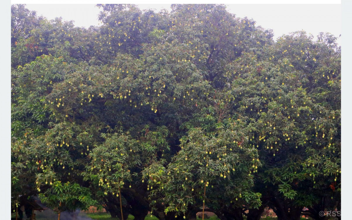 मधुवाको समस्याले किसान हैरान   