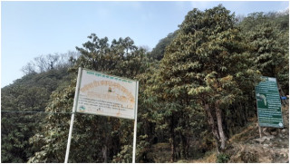 परेन पानी, फुलेन गुराँस 