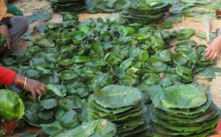 खेर गएको पातको दुनाटपरी आम्दानीको स्रोत बन्दै   