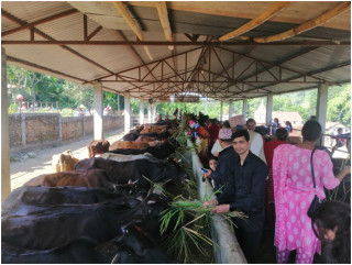  गाई संरक्षणबाट धार्मिक पर्यटनको प्रवद्र्धन   