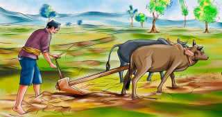 बर्सेनि बाली फेर्दै किसान   
