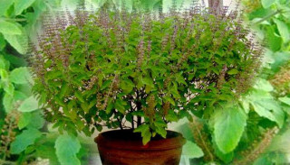  मठमा तुलसीको दल राखियो   