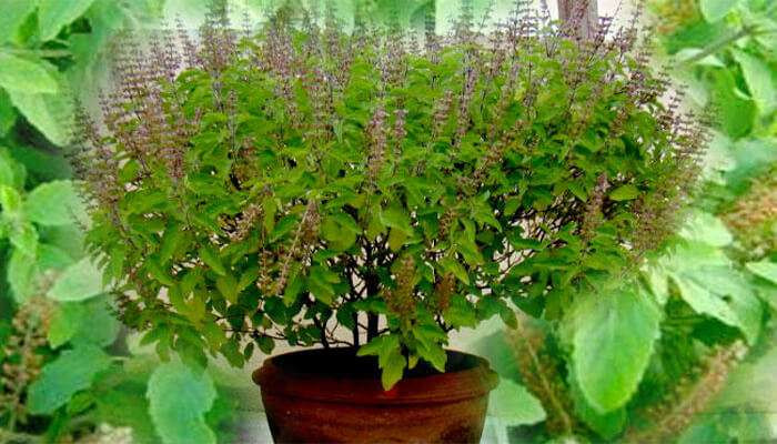  मठमा तुलसीको दल राखियो   