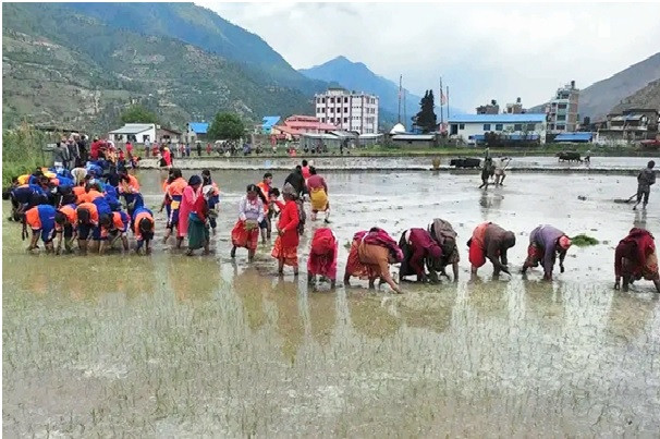 जुम्ली किसानलाई मार्सी धान रोपाइँकाे चटाराे
