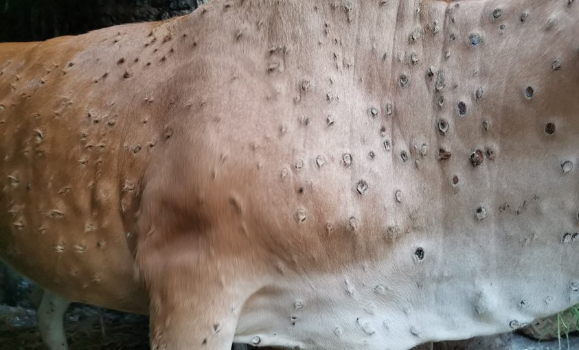 लम्पी स्किनको प्रकोप, साढे नौ हजार पशुु मरे   