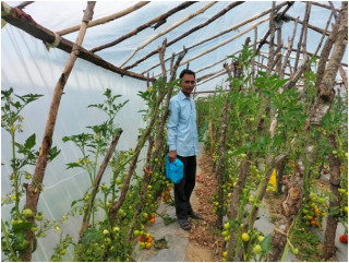  अध्यापनसँगै तरकारी खेतीबाट मनग्य आम्दानी गर्दै धनवीरसिंह  