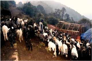  लेकाली भेगका किसानको रोजाइमा भेडापालन  