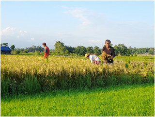  अन्नभण्डार मधेसमै धान पाउन मुस्किल   