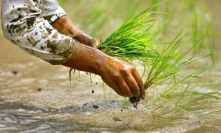 आज धान दिवस मनाइँदै   