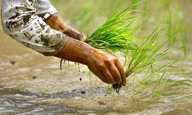आज धान दिवस मनाइँदै   