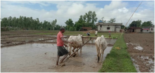 गाउँघरमा देखिन छाडे हलगोरु   