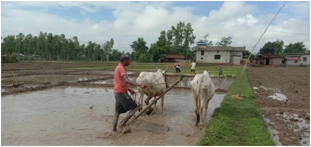 गाउँघरमा देखिन छाडे हलगोरु   