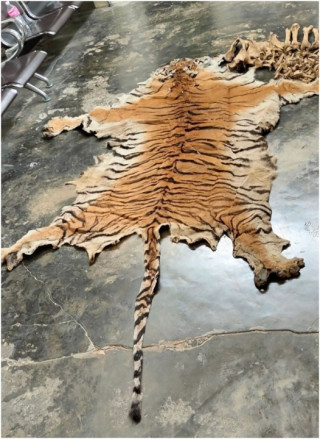 पाटेबाघको छाला र हड्डीसहित चारजना पक्राउ   