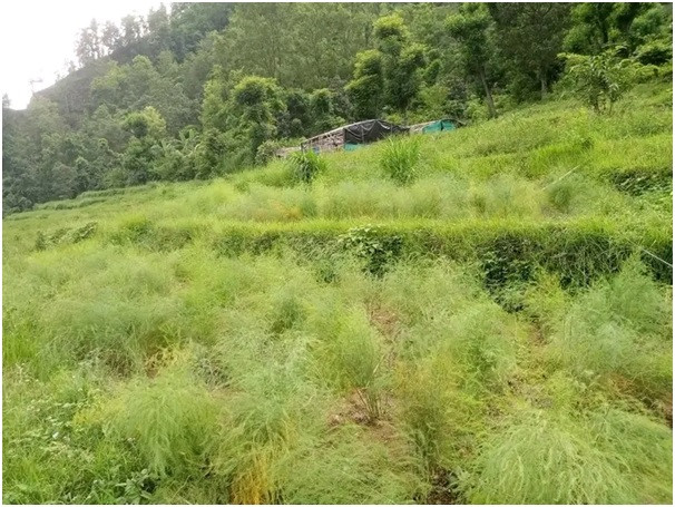  कुरिलोे खेतीप्रति आकर्षण बढ्दो 