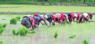      बैतडीमा ९० प्रतिशत रोपाइँ सम्पन्न 