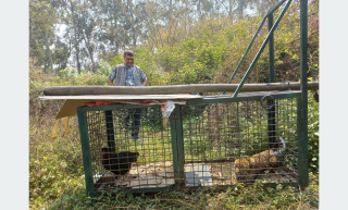 मानव–वन्यजन्तु द्वन्द्व : पाँच वर्षमा दुई सय जनाको मृत्यु, ६० करोड बढी राहत क्षतिपूर्ति   