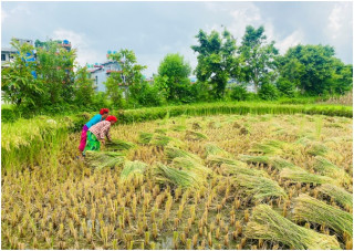      चैते धान खेती प्रवर्द्धन गरिँदै   