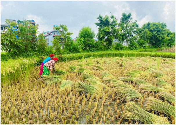      चैते धान खेती प्रवर्द्धन गरिँदै   