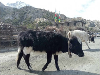 गाईभैँसीमा लाग्ने ‘लम्पी स्किन’ को सङ्क्रमणबाट ८१६ पशुको मृत्यु