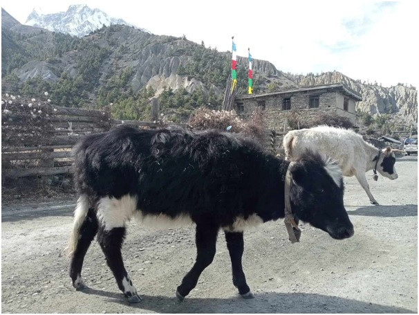 फैलियो ‘लम्पी स्किन’