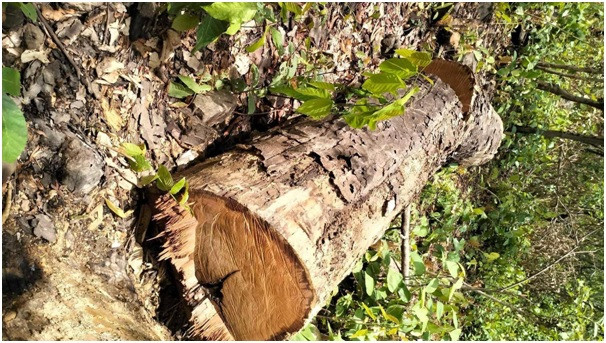     सामुदायिक वनका पदाधिकारी नै वन फडानीमा संलग्न   
