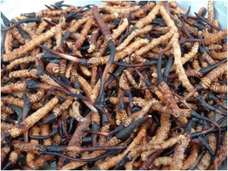 हिमाली हिरा यार्सा बेचेर करोडौँ आम्दानी  