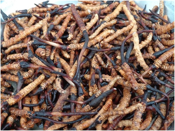 हिमाली हिरा यार्सा बेचेर करोडौँ आम्दानी  