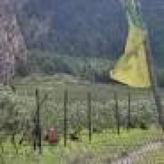 स्याउखेतीतर्फ आकर्षित 