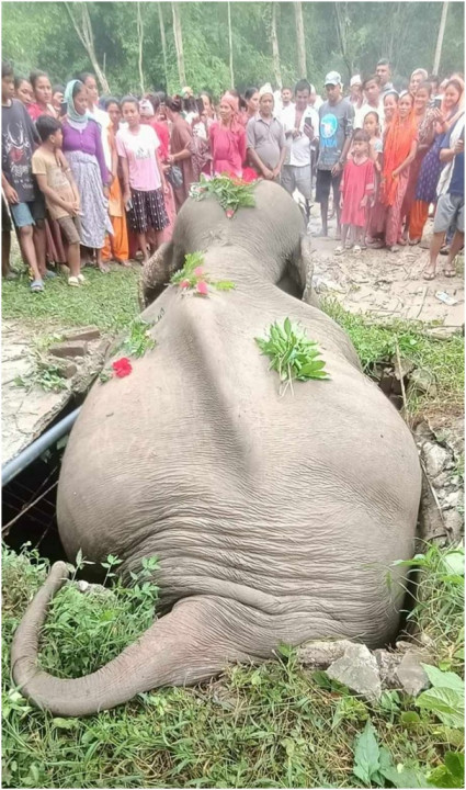 सेफ्टी ट्याङ्कीमा परेर जङ्गली हात्तीको मृत्यु   