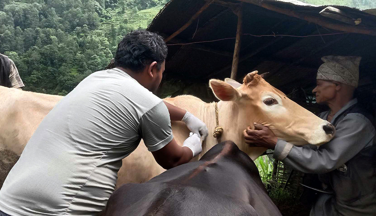  लम्पी स्किन विरुद्धको खोप स्वदेशमै उत्पादन गर्ने तयारी  