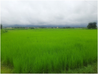 लोपोन्मुख रैथाने‘तिल्की’ धान संरक्षण  