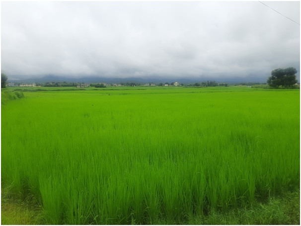 लोपोन्मुख रैथाने‘तिल्की’ धान संरक्षण  