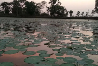 मासिँदै छन् बुद्धकालीन पोखरी