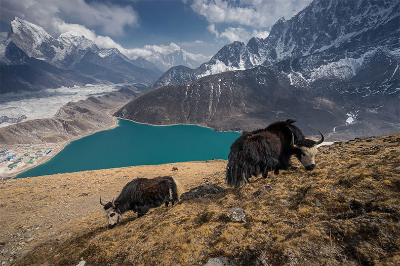 सन्दकपुरमा व्यावसायिकरुपमा चौँरीपालन  