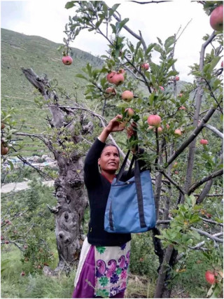 जुम्लाको स्याउ बजारमा आउन थाल्यो