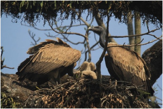 गिद्धका लागि वासस्थान गम्भीर चुनौती बन्दै