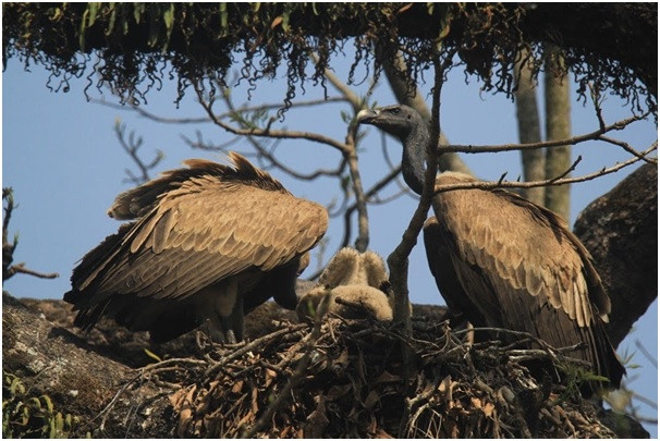 गिद्धका लागि वासस्थान गम्भीर चुनौती बन्दै